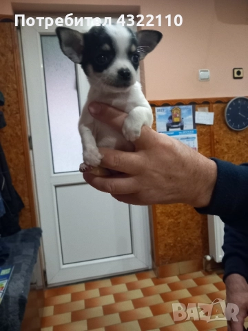 Чихуахуа , снимка 2 - Чихуахуа - 52432620