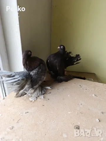 Продавам гълъби от снимките , снимка 12 - Гълъби - 47875262