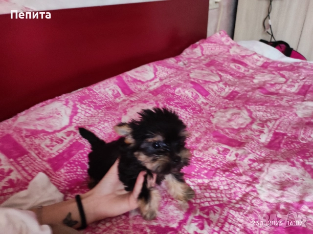 Мини йоркширски териер, снимка 2 - Йоркширски териер - 52514508