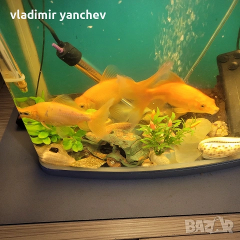 аквариум с 4 броя големи риби , снимка 3 - Рибки - 53253393