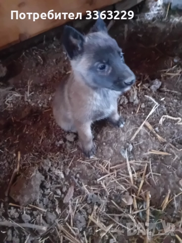 Продавам , снимка 3 - Белгийска овчарка - 52840117