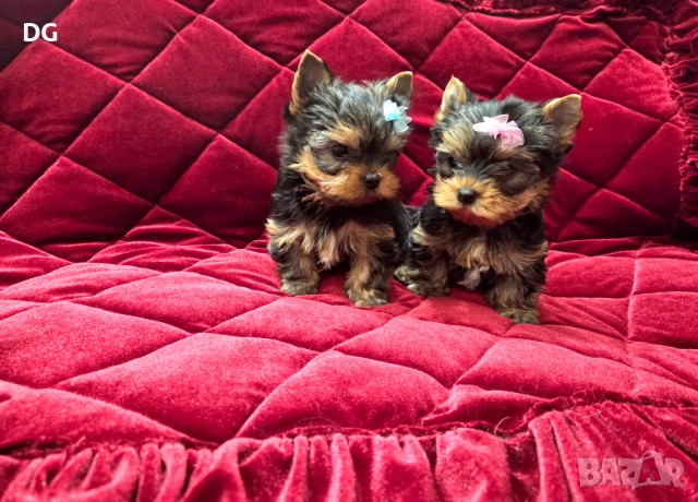 мини йоркширски териер, снимка 1