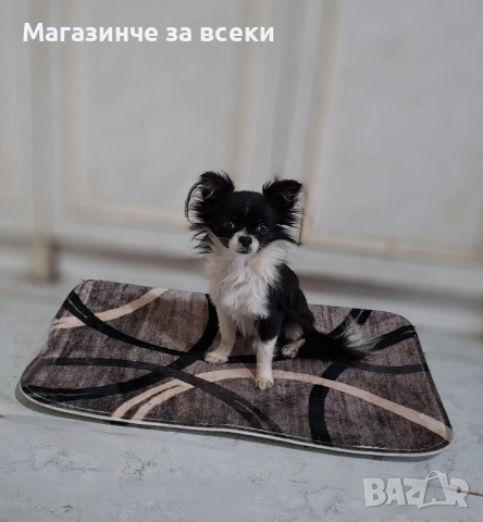 Мъжки чихуахуа търси женска, снимка 13 - Чихуахуа - 52471162