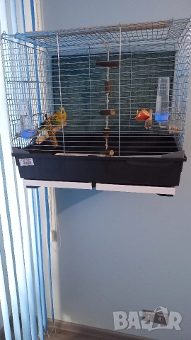 ПРОДАВАМ ПОЕН ПАПАГАЛ И ИТАЛИАНСКА КЛЕТКА., снимка 5 - Папагали - 53463766