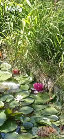 Водна лилия розов и бял цвят 