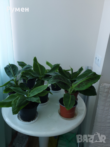 Продавам бананови палми различни размери, снимка 4 - Градински цветя и растения - 44859125