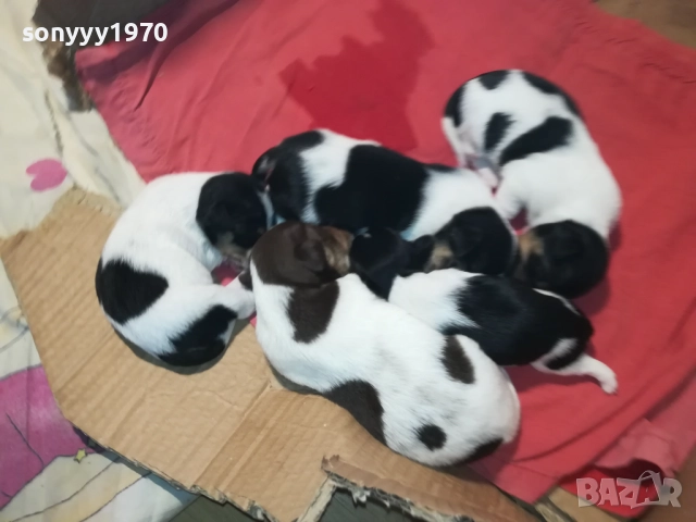 ДЖАК РЪСЕЛ-250ЛВ ЗА СЛАДКО КУТРЕ ПО ИЗБОР 2808251751, снимка 2 - Джак ръсел териер - 51525700