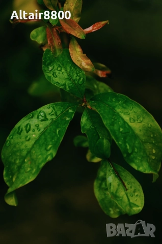 Tamron 18-200mm f3.5-6.3 XR Di II LD обектив Никон, снимка 9 - Обективи и филтри - 52517981