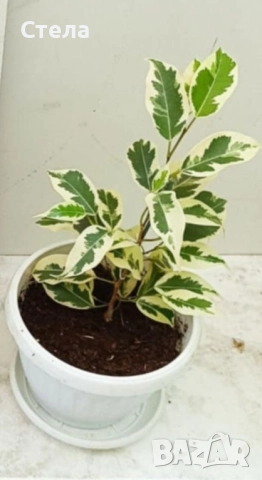 бял Бенджамин, Бегония , Хлорофитум , снимка 11 - Стайни растения - 46143435