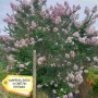 Продавам Индийски Люляк / Lagerstroemia Indica, снимка 6