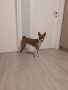 Продавам куче порода Басенджи, снимка 7