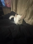 чинчила, снимка 3