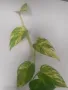 Епипремнум, Epipremnum Aureum Golden, снимка 4