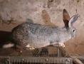 Домашни зайци, снимка 1