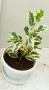 бял Бенджамин, Бегония , Хлорофитум , снимка 11