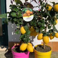   Лимон Лимонови дръвчета ,лимон дръвче цена, снимка 18 - Градински цветя и растения - 36625824