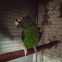 Конгоански папагал жардина, снимка 2 - Папагали - 38363904