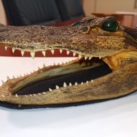 Автентична глава алигатор/крокодил, снимка 5 - Други - 28720246