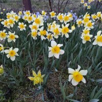 Нарциси, снимка 1 - Градински цветя и растения - 32719018