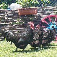 Яйца , пилета и кокошки Австралорп и Бракел