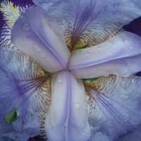 Ирис градинска ружа 💥, снимка 7 - Градински цветя и растения - 12143690