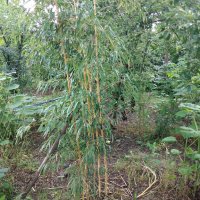 Бамбук Вивакс жълт Phyllostachys vivax 'Aureocaulis' , снимка 5 - Градински цветя и растения - 27535820