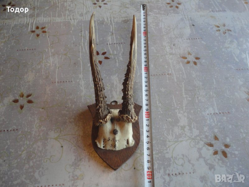 Немски ловен трофей 19 век 6, снимка 1