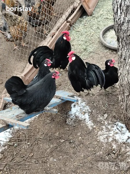 Продавам яица за лупене от Розкомб . , снимка 1