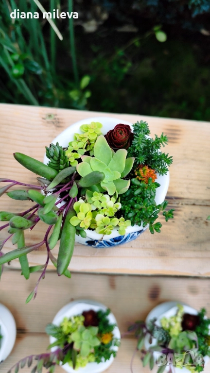 Гърнета аранжирани със сукуленти!, снимка 1