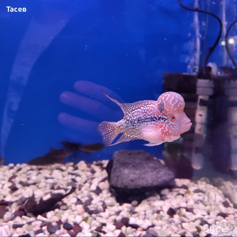 Флауърхорн 10см, снимка 1