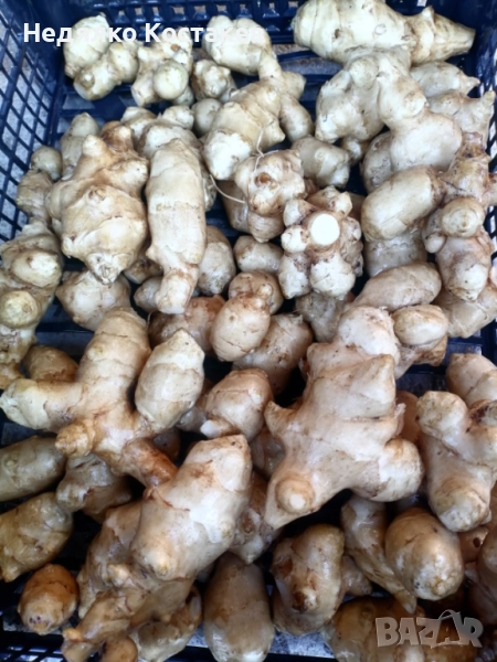 Земна ябълка гулия , снимка 1