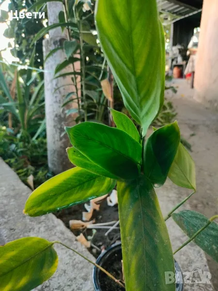 Продавам ктенанте, снимка 1