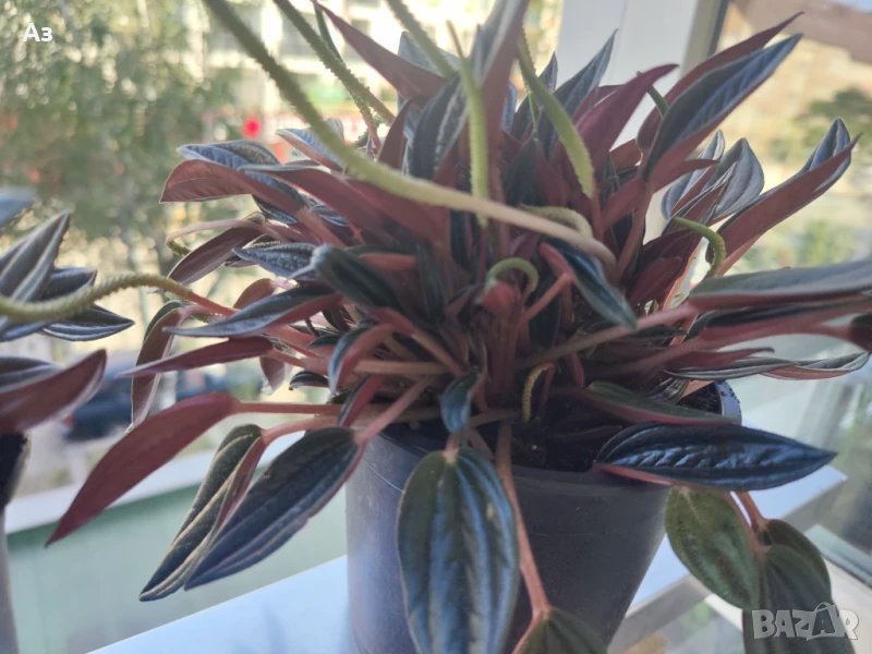 продавам Цветя Пеперомия – 4 налични саксии, снимка 1