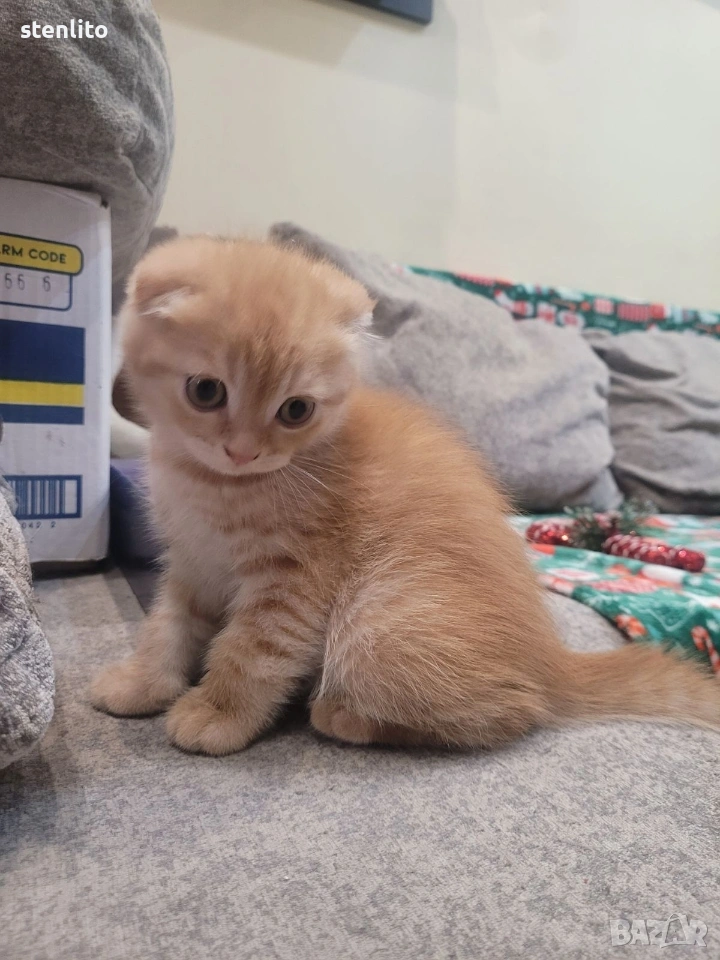 Шотландски клепоухи котета , снимка 1