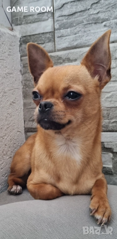 Мъжко кученце Чихуахуа Чиху чихо чихи, снимка 1