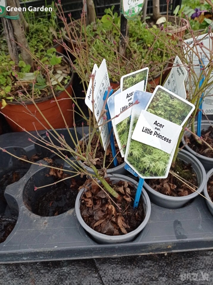 Клен - Acer Little Princess , снимка 1
