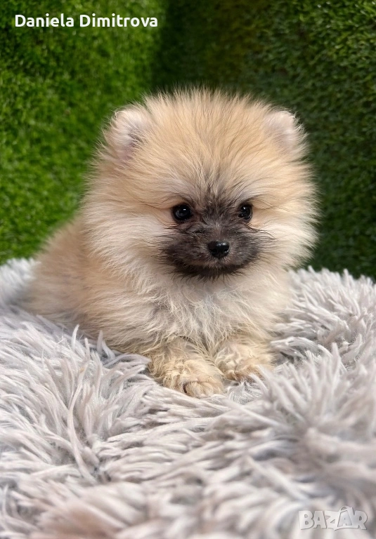 Померан, снимка 1