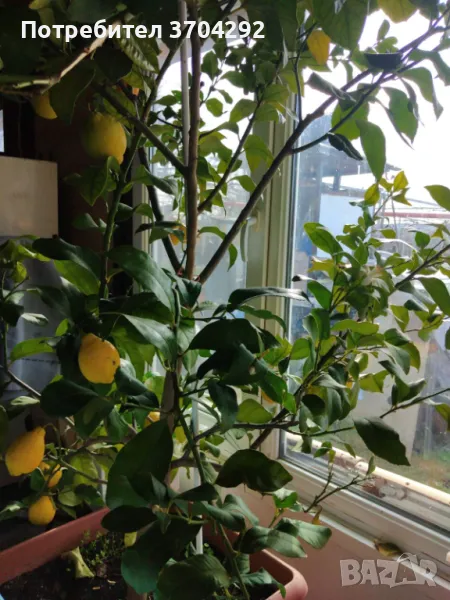 Продавам дръвче лимон, снимка 1