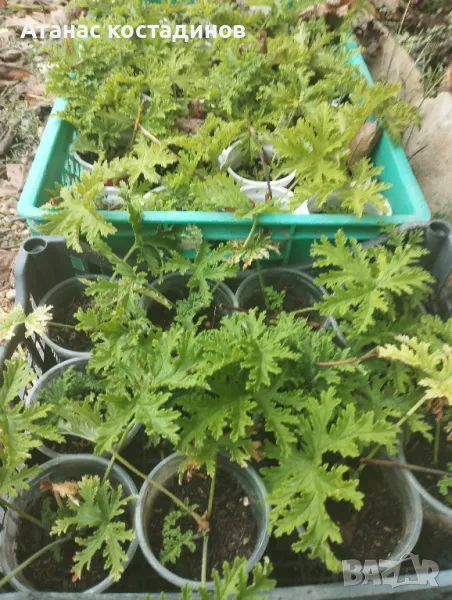 Индрише, снимка 1