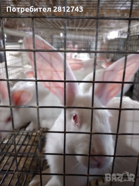 Зайци Цика и гранули за зайци, снимка 1