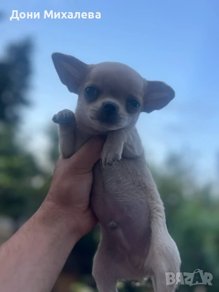 мъжко чихуа хуа , снимка 1