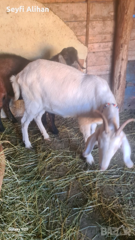 Англонубийски , снимка 1