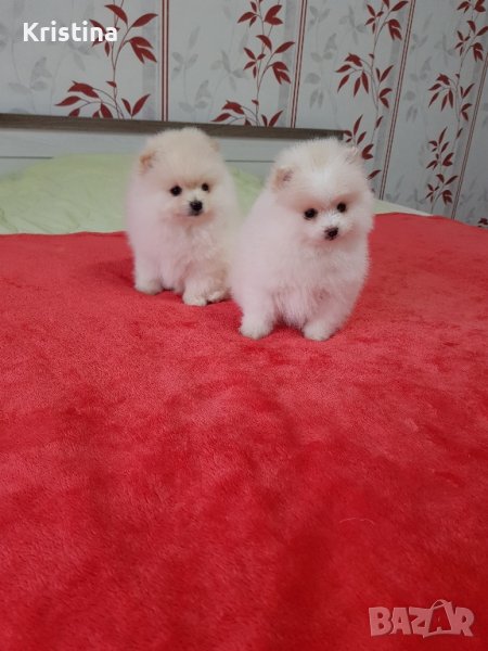 Померан померани померанчета, снимка 1