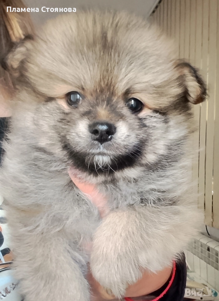 Малки померани , снимка 1