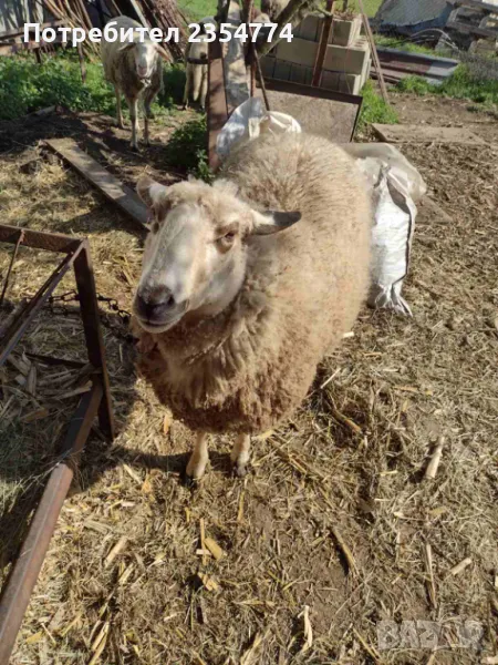 овце, снимка 1