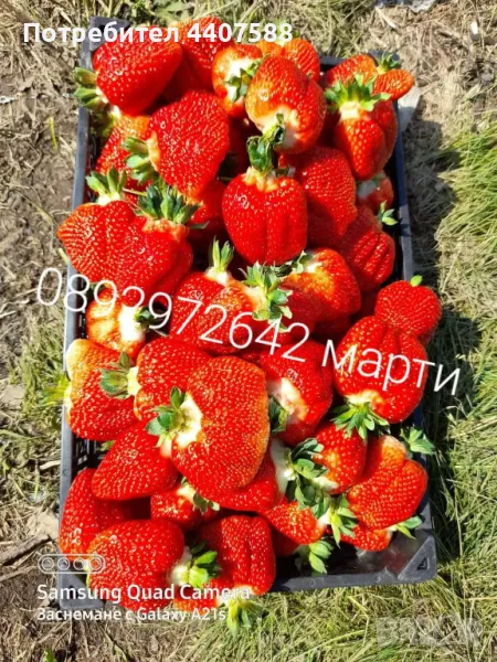 Разсад ягоди , снимка 1