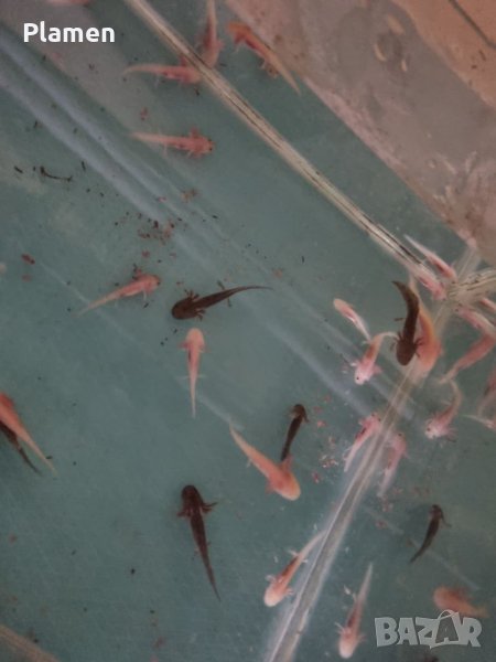 Продавам аксолотл (мексикански амбистоми) бебета и възрастни, снимка 1