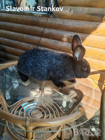 продавам зайци Цика Сребърни и Рексови , снимка 10 - Други - 50803206