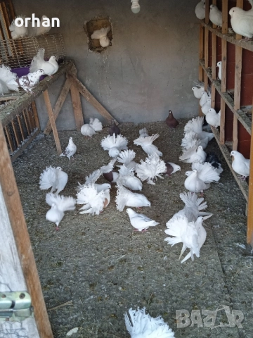 фенерли за продаване или бартер , снимка 10 - Гълъби - 52361365