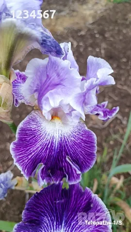 Ириси ризоми от сортови брадати ириси, снимка 5 - Градински цветя и растения - 50398119